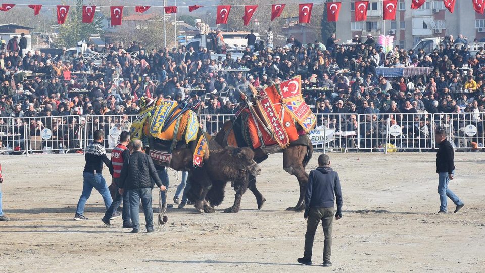 Aydın’da deve güreşi festivali düzenlendi